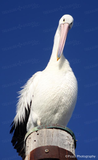 Hello from a Pelican by Pzazz Photography | Diamond Painting