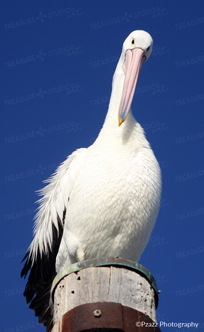 Hello from a Pelican by Pzazz Photography | Diamond Painting