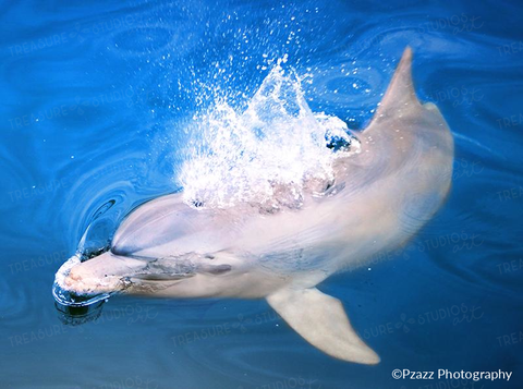 Dolphin Blue by Pzazz Photography | Diamond Painting